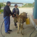 donkey gas