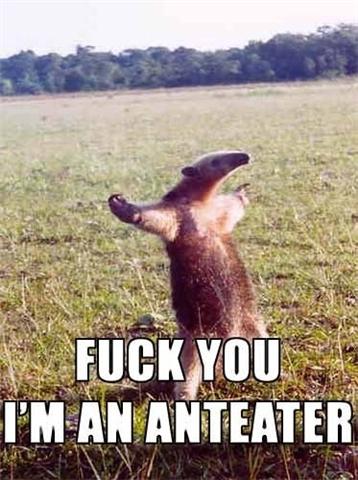 Fuck u I an anteater