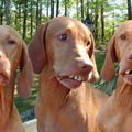 3-red-neck-dogs