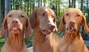 3-red-neck-dogs
