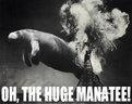 huge manatee