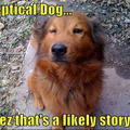 skeptical dog