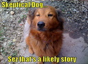 skeptical dog