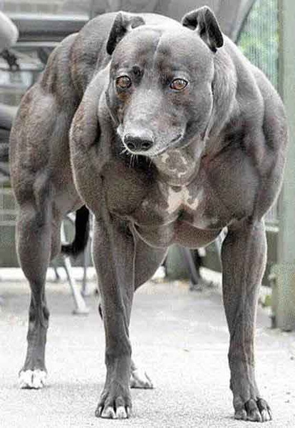 worlds-strongest-dog