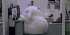 bunny at work