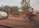 cow motorcycle