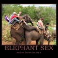 elephant sex