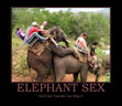 elephant sex