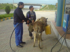 donkey gas