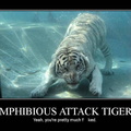 attack tiger