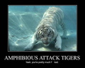 attack tiger