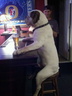 dog bar