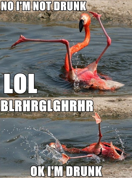 drunk_flamingo.jpg