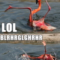 drunk flamingo