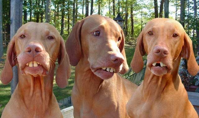 3-red-neck-dogs.jpg