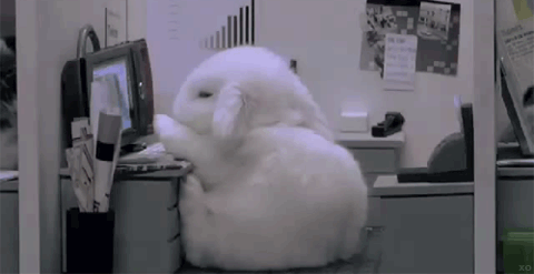 bunny at work