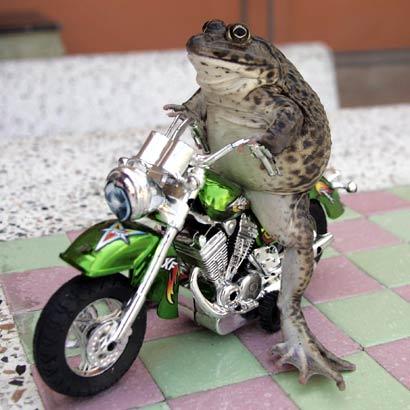 frog_on_bike.jpg